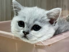 -屋虎猫馆(宝安大仟里店)