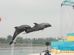 -秦皇岛乐岛海洋王国