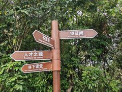 -银湖山郊野公园-相思林