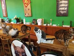 大堂-李小姐の猫咖啡馆(五角场店)