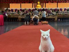 -龙华素斋(龙华路店)