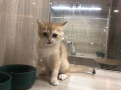 -飞行喵MR PILOT|猫舍·猫咖(静安大融城店)