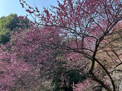 -杭州植物园