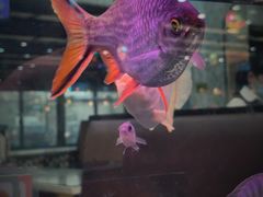 -新辉港式茶餐厅(北栅店)