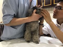 -宠爱国际动物医院·疑难骨科·心肾内科·皮肤科(太阳宫店)