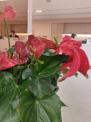 -上海伊莱美医疗美容医院