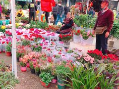 -中环花鸟鱼虫市场