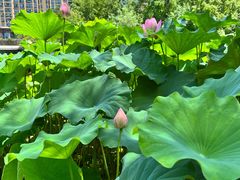 -陈家山荷花公园