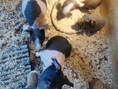 -珠海海泉湾神秘岛亲子乐园