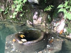 -十八棵（老龙井）御茶园(老龙井店)