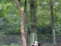 -都江堰中华大熊猫苑