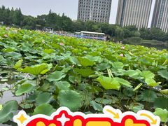 -南翔镇银翔湖公园