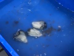 -濠轩阁特色生蚝火锅(水湾路店)