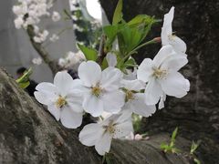 -武汉大学-樱园
