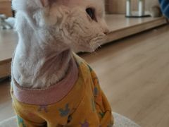 -猫腻·猫咖·撸猫馆(星光大道店)