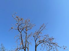 -香山公园