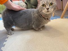 -囡的喵喵酱·萌宠生活馆·宠物洗护美容(胶州路店)