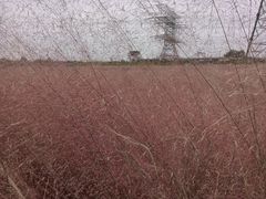 -王借岗森林公园