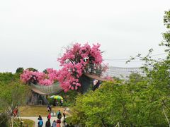 -天适樱花悠乐园