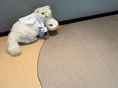 -御宝贝·A梦猫科宠物医院(国际猫友好医院)