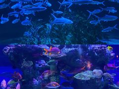 -正佳极地海洋世界