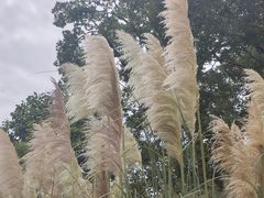-白鹭湾湿地公园