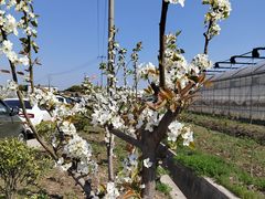 -喜杨洋草莓采摘园