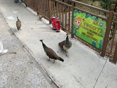 -西霞口神雕山野生动物世界