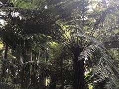 -墨尔本皇家植物园