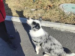-宠福鑫康馨动物医院·骨科·眼科