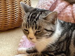 -猫友咖啡店(玉林西路店)