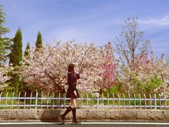 -樱花山风景区