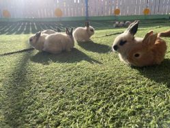 -萌宠亲子动物乐园(槐房万达店)