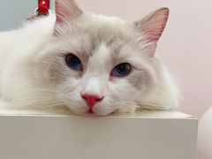 -酷豆宠物咖啡·宠物美食·撸猫馆