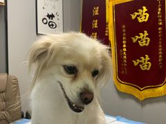 -半岛宠物医院24小时(科华中路店)