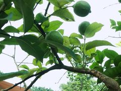 -悦哉·派对·草坪婚礼·围炉煮茶(三圣乡店)