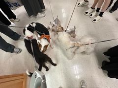 -帕帕拉兹宠物(亚洲旗舰店)