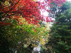 -都江堰普照寺