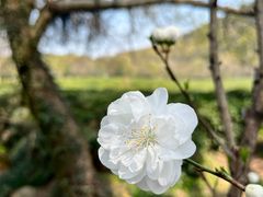 -中国茶叶博物馆(双峰馆区)