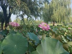 -白洋淀风景区