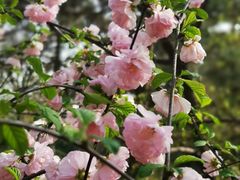 -海棠花溪(元大都城垣遗址公园)