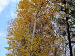 -塞罕坝国家级自然保护区