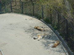 -大连森林动物园