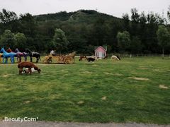 -大连铭湖国际观光牧场