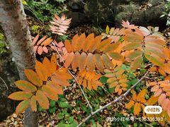 -白草畔自然风景区