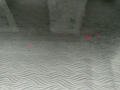 -桃子餐厅·天津菜(红星路直营店)