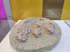 -吉林省自然博物馆