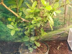 -上海大自然野生昆虫馆(东方明珠·爬宠昆虫探索中心)