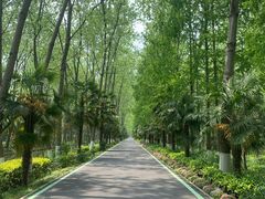 -合肥滨湖国家森林公园