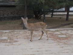 景点-承德避暑山庄景区